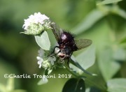 0J6A8038Tachinid_Fly