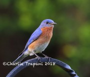 6S3A9984Eastern_Bluebird
