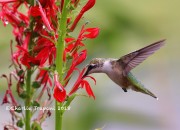 819A0069Ruby-throated_Hummingbird