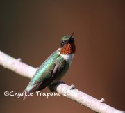 819A0137Ruby-throated_Hummingbird