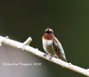 819A0262Ruby-Throated_Hummingbird