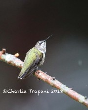 819A0290Ruby-throated_Hummingbird
