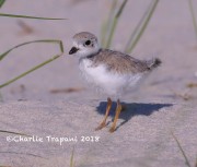 819A8820Piping_Plover_Chick