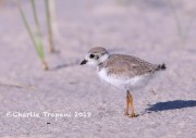 819A8825Piping_Plover_Chick