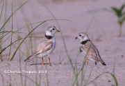 819A8832Piping_Plovers