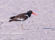 819A8845Oyster_Catcher