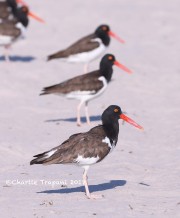 819A8847Oyster_Catchers