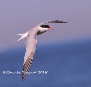 819A8869Common_Tern