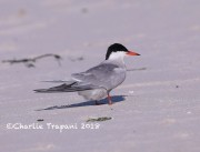 819A8872Common_Tern