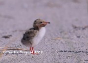 819A8913Common_Tern_Chick