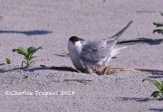 819A8934Common_Tern_On_Nest