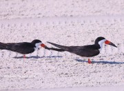 819A8942Black_Skimmers