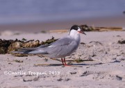 819A8953Common_Tern
