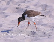 819A8956Oyster_Catcher_Chick