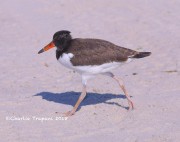 819A8964Oyster_Catcher_Chick