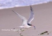 819A8975Common_Tern