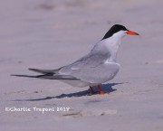 819A8982Common_Tern