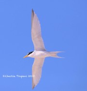 819A9007Least_Tern