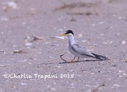 819A9029Least_Tern