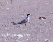 819A9032Least_Tern