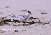 819A9043Least_Tern
