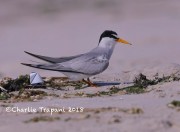819A9055Least_Tern