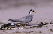 819A9057Least_Tern