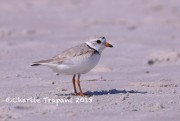 819A9066Piping_Plover