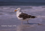 819A9073Greater_Black-backed_Gull