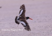 819A9080Oyster_Catcher