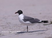 819A9104Laughing_Gull