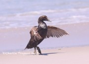819A9117Common_Eider