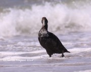 819A9131Common_Eider