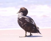 819A9139Common_Eider