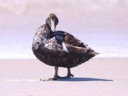 819A9142Common_Eider