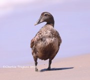 819A9169Common_Eider