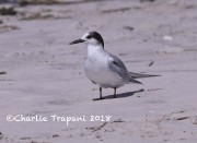 819A9182Common_Tern