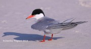819A9207Common_Tern