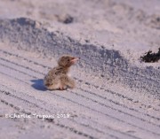 819A9209Common_Tern_Chick