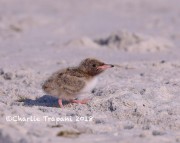 819A9213Common_Tern_Chick