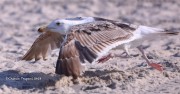 819A9225Great_Black-backed_Gull