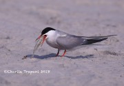 819A9243Common_Tern