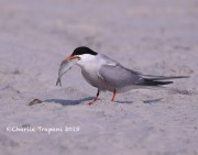 819A9248Common_Tern