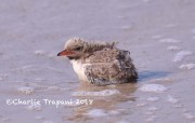 819A9251Common_Tern_Chick