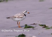 819A9266Piping_Plover