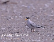 819A9270Least_Tern