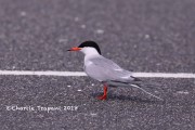 819A9297Common_Tern