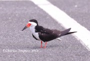 819A9331Black_Skimmer