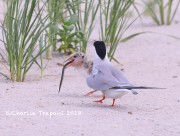 819A9353Common_Tern