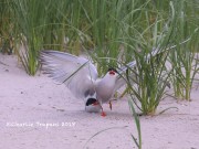 819A9368Common_Tern